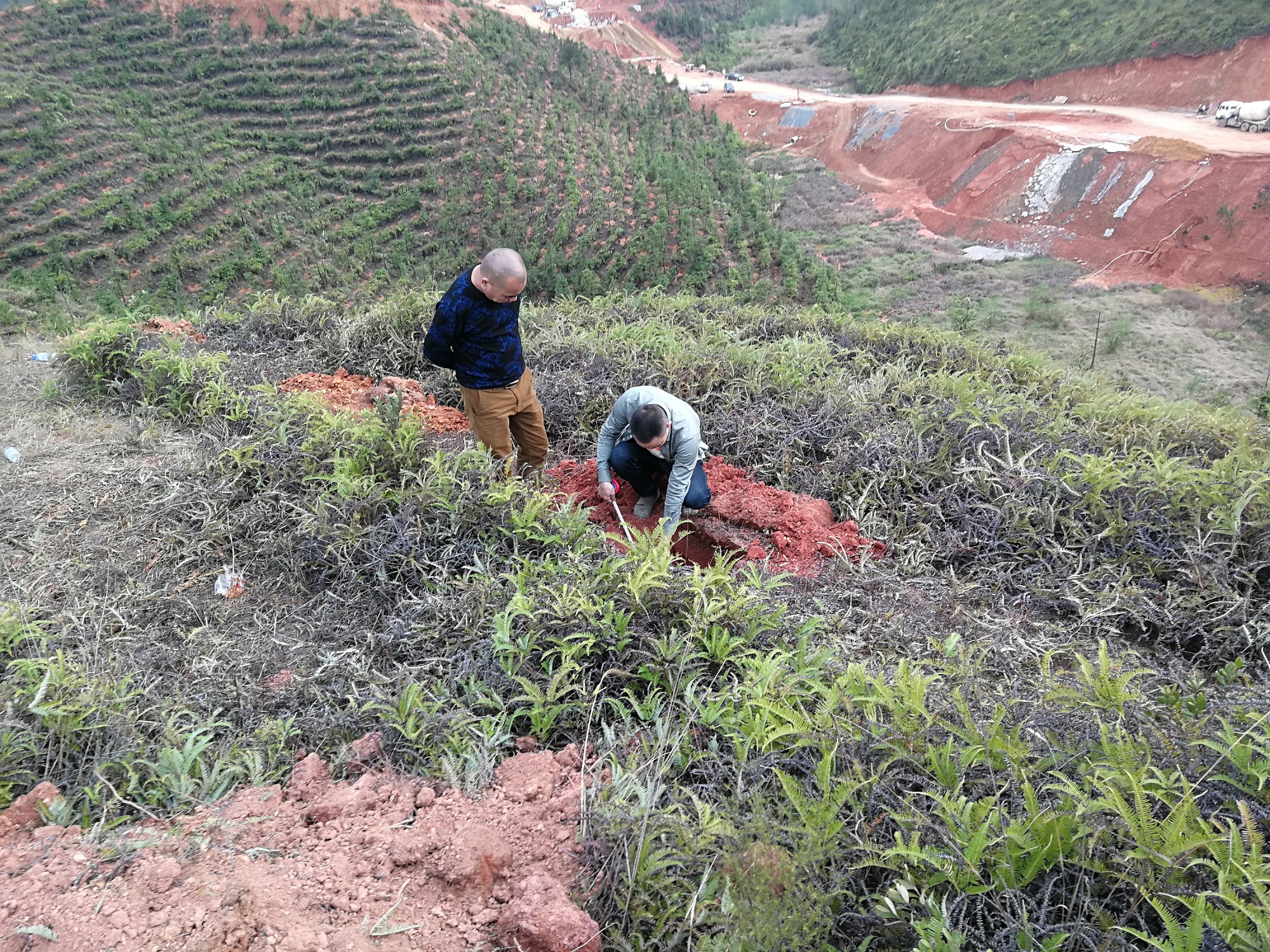 定南县上寨林场小岭工区新造油茶示范林劳务项目