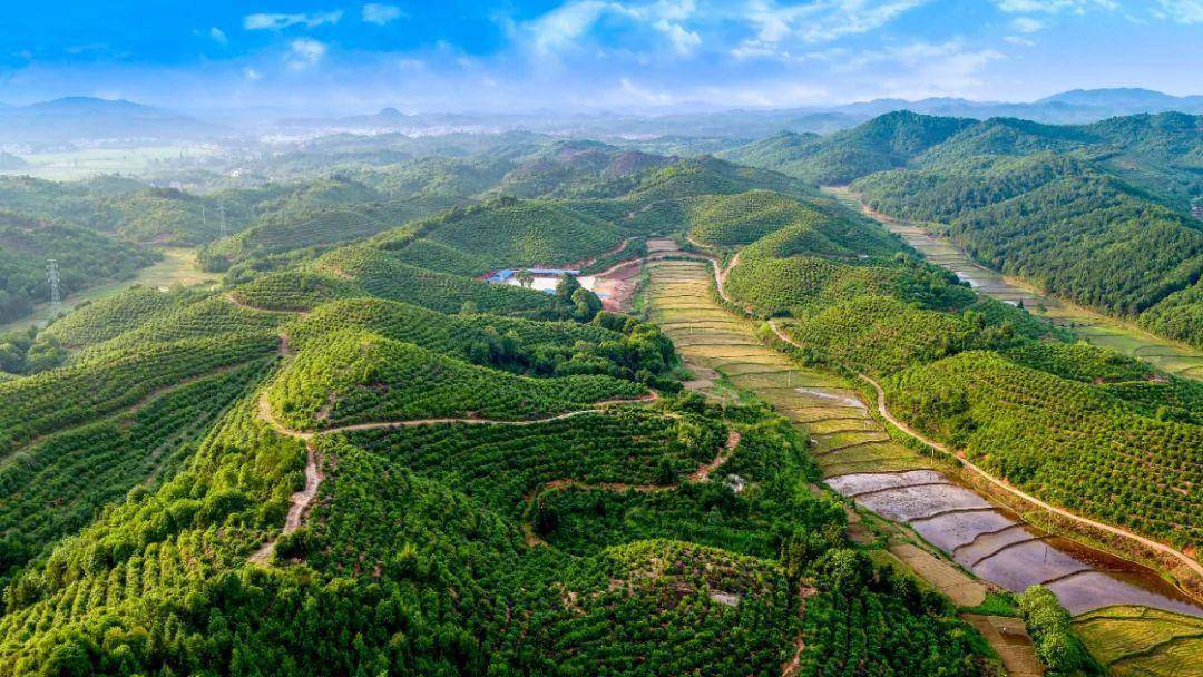 乐安县2022年度低产低效林改造补助检查验收